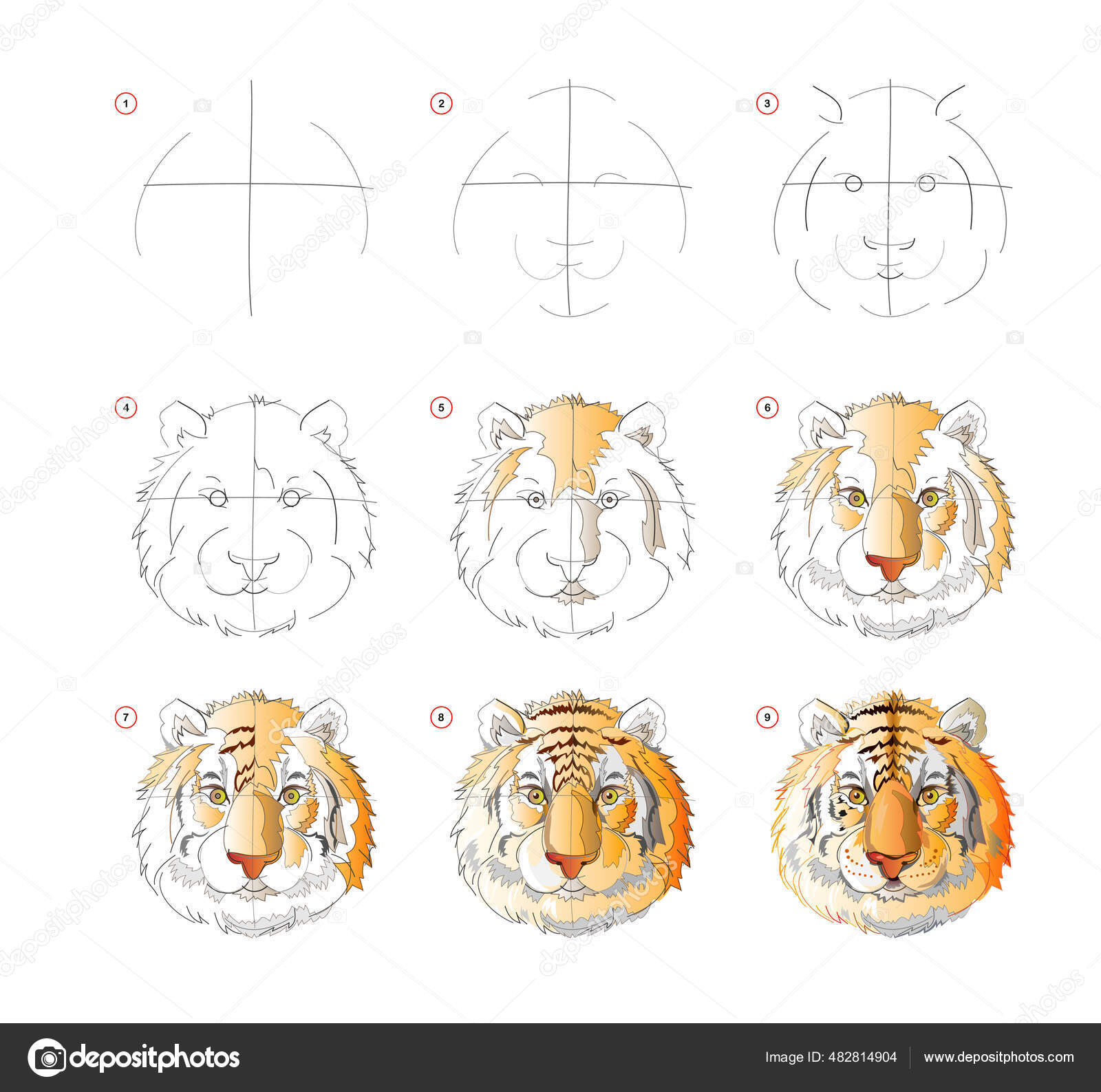 Como Aprender Desenhar Esboço Cabeça Tigre Criação Passo Passo Pintura  imagem vetorial de Nataljacernecka© 482814904